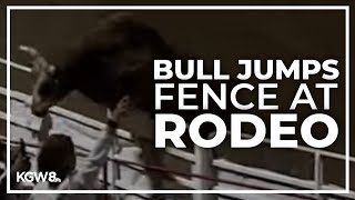 Rodeo bull hops fence at 84th Sisters Rodeo injures 3 before being captured [upl. by Picardi]