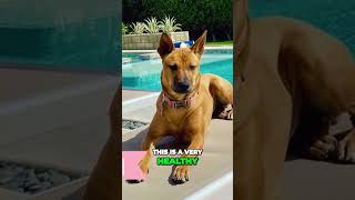 How Big Is The Vietnamese Ridgeback Phu Quoc Ridgeback [upl. by Yddet859]