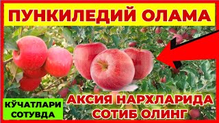 ПУНКИЛЕДИЙ ОЛАМА КЎЧАТЛАРИ СОТУВДА АКСИЯ НАРХЛАРИДА СОТИБ ОЛИНГ [upl. by Yaj943]