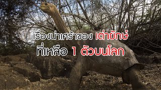 เรื่องน่าเศร้าของ ‘เต่ายักษ์’ ที่เหลือเพียง 1 ตัวบนโลก [upl. by Anjali]