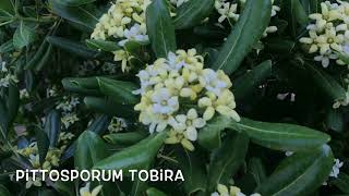 Pittosporum tobira Garden Center online PGARDENS [upl. by Dolli]