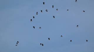 lapwings wildlife nature uk birds naturelovers birdwatching beautiful youtube [upl. by Dulcinea]