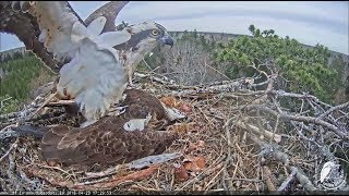 ZivjērglisMating and branch delivery within one minute20180423 [upl. by Wain975]