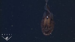 The anglerfish The original approach to deepsea fishing [upl. by Franny935]