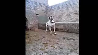 Massive Pure Bully Kutta Barking  Bulldog Barking [upl. by Donegan]