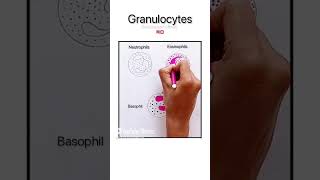 Granulocytes12biology biography [upl. by Noirda]