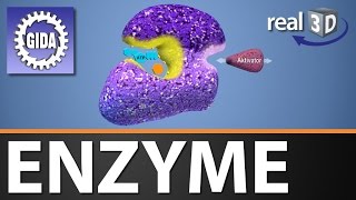 Trailer  Enzyme  Biologie  3D Software [upl. by Centonze895]