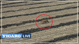 🐯 Un tigre de Sibérie sème la PANIQUE dans un village chinois [upl. by Vincentia]