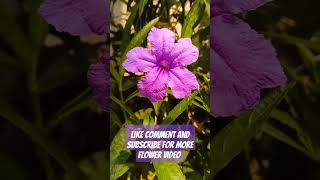 Petunia Flower nature photography flowerlovers [upl. by Lodnar882]