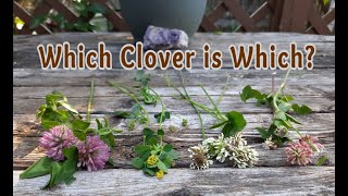 Clover Identification Which Clover is Which [upl. by Notirb]