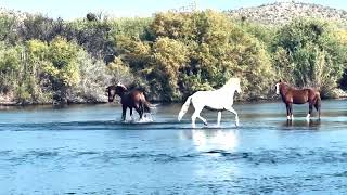 Salt River Wild Horses Stallion vs Mare [upl. by O'Donnell]