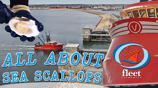 SeaTube quotAll About Scallopsquot  OceansFleet Fisheries  An Informative Series [upl. by Nylla722]