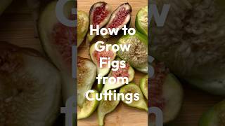 How to Grow Figs from Cuttings [upl. by Canon300]