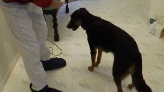 Teaching a Nose Target Touch Your Hand A Key Skill for Dogs markertraining clickertraining [upl. by Muller]