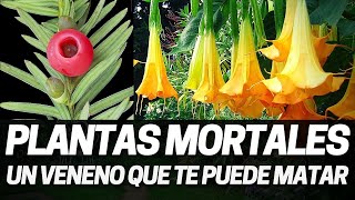 Plantas mortales muy peligrosas y mortales Belladona adelfa cicuta ricino ortiga acónito [upl. by Aihsercal]