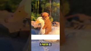 Le chiot et sa maman cane 🦢 animals cuteanimals canards [upl. by Leede254]