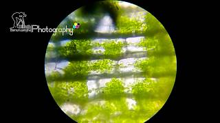 Cyclosis of Hydrilla Leaf under light microscope [upl. by Silevi23]