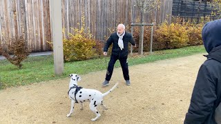 QUELQUES CONSEILS POUR MIEUX GÉRER SON CHIEN SANS LAISSE POUR UN PROPRIÉTAIRE DE CHIOT DALMATIEN [upl. by Costanza57]