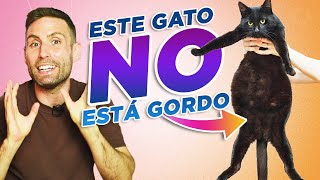 ¿Cómo saber si TU GATO ESTÁ ENGORDANDO 🐈🎈 Gatos con BARRIGAPANZA GORDA o HINCHADA [upl. by Llennehc]