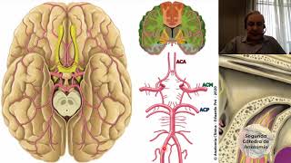 2020 N6  Vascularización del encéfalo  Profesor Eduardo A Pró  Anatomía 2  FMed UBA [upl. by Fornof703]