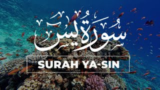 Best Surah Yasin Full Yaseen سورة يس  Recitation Marvelous Beautiful Voice  QURAN ZIKR [upl. by Imit]