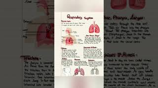 Respiratory system physiology and anatomy [upl. by Ihcehcu]