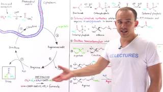 Urea cycle [upl. by Cimah]