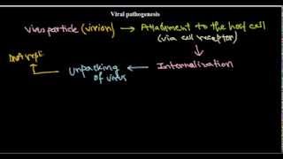 5 Viral pathogenesis introduction [upl. by Pacificia]