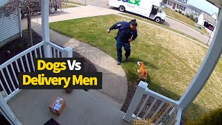 Top 12 Moments Dogs vs Delivery Drivers [upl. by Orran874]