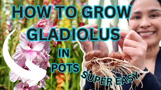 HOW TO GROW GLADIOLUS IN POTS  QUICK amp EASY [upl. by Rosina]