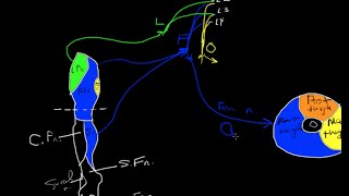 Lumbar plexus tutorial [upl. by Ybab793]