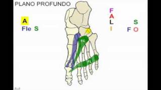 Miología de Miembro inferior parte n° 11 [upl. by Aline]