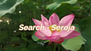 Search  Seroja Lirik [upl. by Streeto]