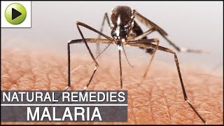 Malaria Natural Ayurvedic Home Remedies [upl. by Berga164]