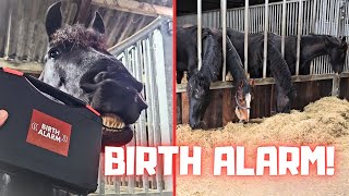 Birth Alarm Of course we need that Thanks for the Super Thanks  Friesian Horses [upl. by Nariko]