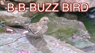 Pine Siskins Winter Visitors NARRATED [upl. by Arahd]