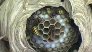 European Hornet Nest with founding Queen in center [upl. by Ursulina]