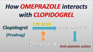 How Omeprazole interacts with Clopidogrel [upl. by Atinauq397]