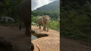 🐘😍The BEST elephant experience in Thailand thailandtravelguide [upl. by Cissie]