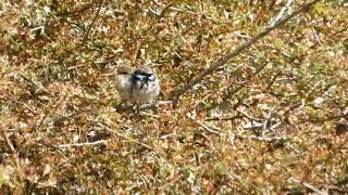 Fairy Wrens Preening Together [upl. by Tullusus]