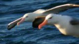 GIANT ALBATROSS OF THE SOUTHERN OCEANS [upl. by Lenad]