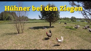 Experiment TierWG HÃ¼hner im Ziegenstall  Ziegen im HÃ¼hnerstall [upl. by Enialahs]