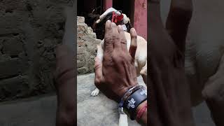 Jimmy ne second Kiya dog labrador doglover pets youtubeshorts youtube [upl. by Aciamaj]