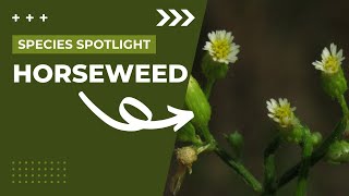 Species Spotlight  Horseweed Conyza canadensis [upl. by Saref]