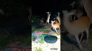 Who’s making that Noises deer shortvideo wildlife [upl. by Lunsford]