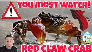 Red Claw crab care guide Breeding Feeding tank size amp mates All you need to know [upl. by Gnivri]