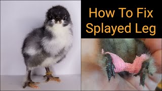 How to fix splayed spraddle spraggle leg in chicks [upl. by Brietta]