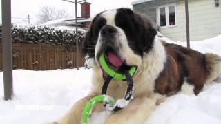 St Bernards Reel [upl. by Nnylear]