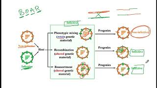 USMLE ACE Video 87 Phenotypic mixing Recombination and Reassortment [upl. by Ellett]