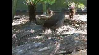 Lyre bird mimicking sounds amp voices [upl. by Kappel]